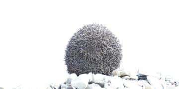 The Power of Compounding: Exponential Wealth Growth Explained - Cover Image